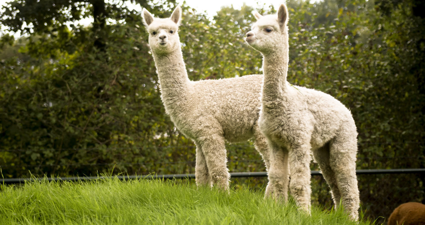 cria’s on a hill