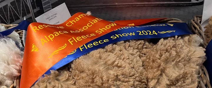 2024 Fleeceshow Champions Lights And Grand And Reserve Champion
